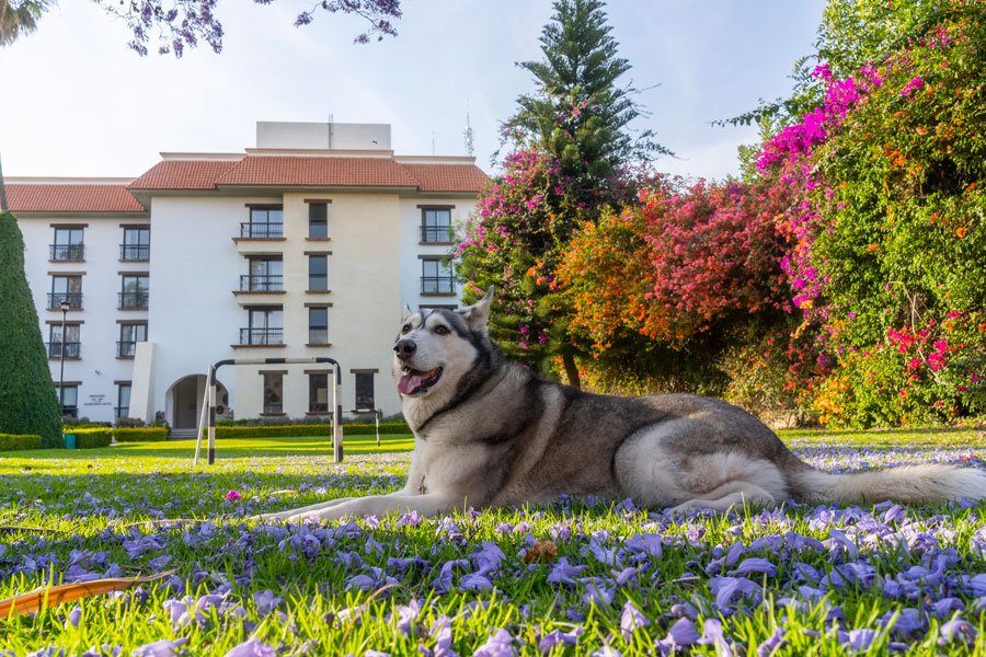 Espacios pet-friendly